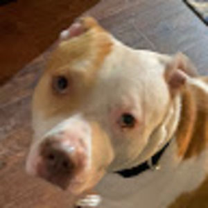 Meet your Posher, Tbc bobby